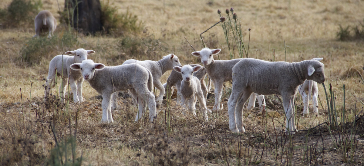 Herdade das Barradas da Serra