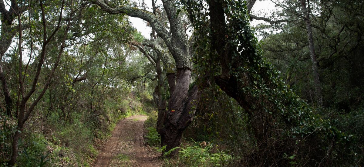 Herdade das Barradas da Serra