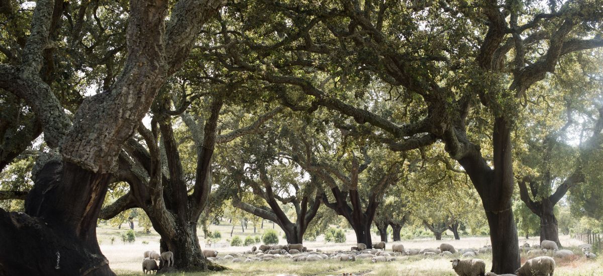 Herdade das Barradas da Serra