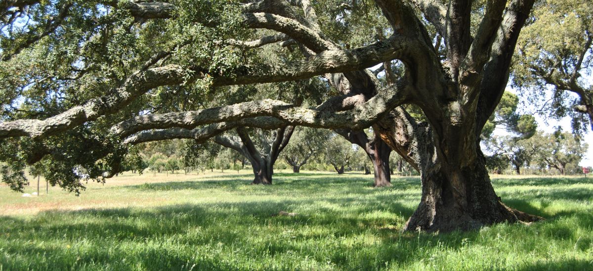 Herdade das Barradas da Serra
