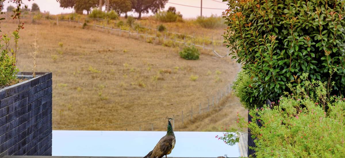 Hotel Herdade Da Cortesia