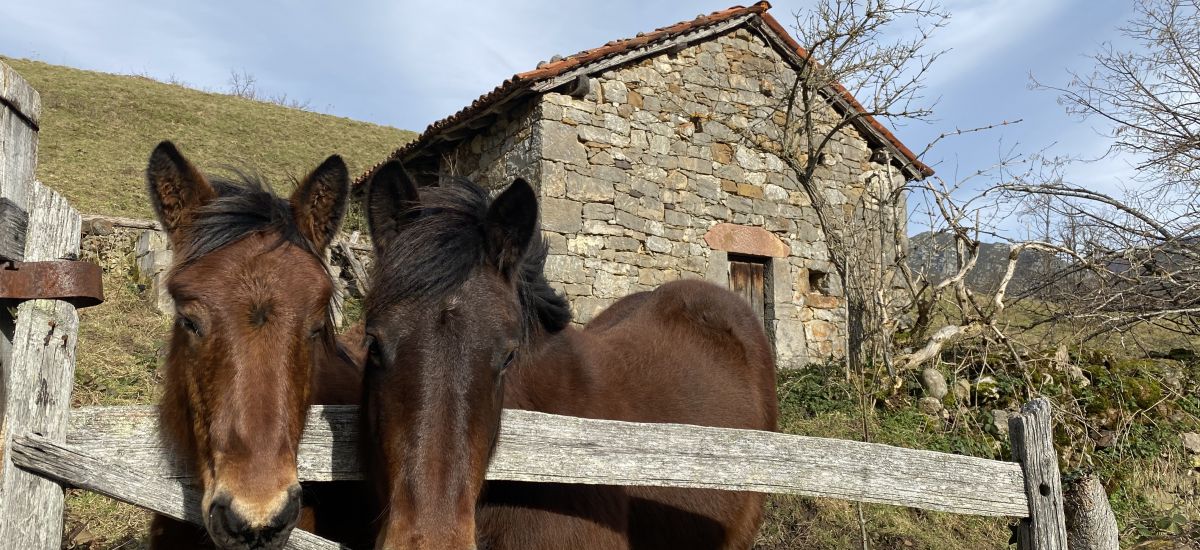 TerraEcoturismo Asturias
