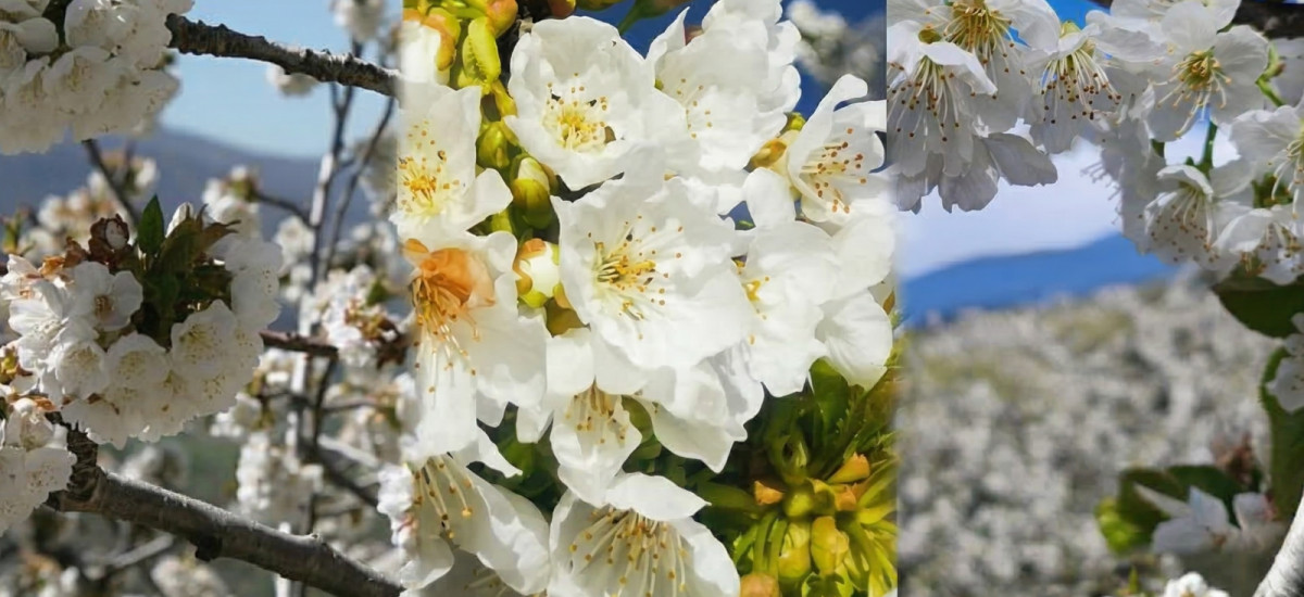 Valle del Jerte 2026: El efímero milagro de los cerezos