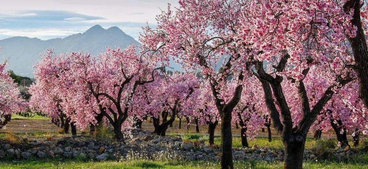 Las floraciones más espectaculares