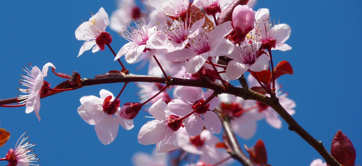 ALMONDS WITH FLOWERS