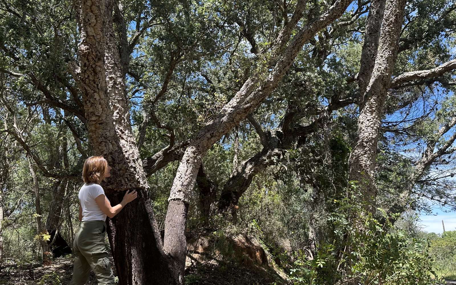 ‘La última selva del mediterráneo europeo’: parque natural de Los Alcornocales 