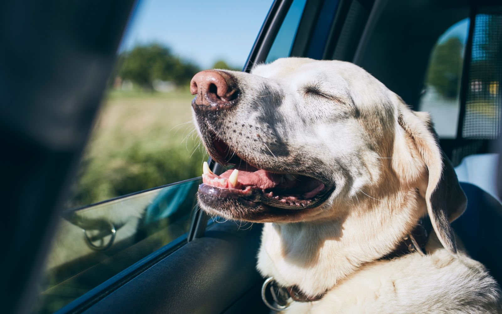 Viajar con tu perro es más que viajar, es compartir lo que más te gusta con quien más quieres
