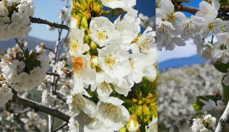 Valle del Jerte 2026: El efímero milagro de los cerezos