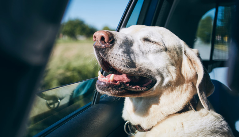 Viajar con tu perro es más que viajar, es compartir lo que más te gusta con quien más quieres