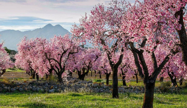 Las floraciones más espectaculares 