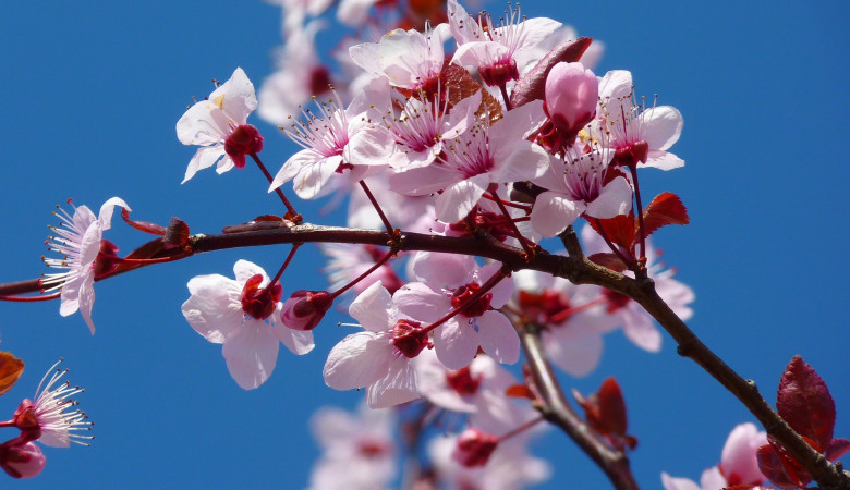 ALMONDS WITH FLOWERS