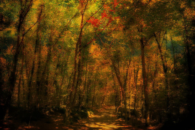 Un paseo por el bosque