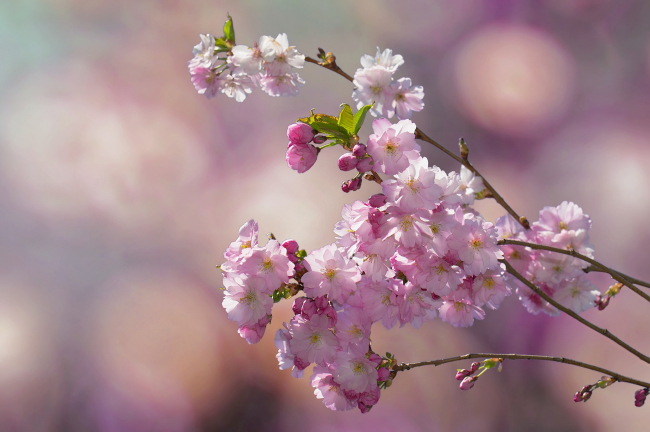 THE BLOOMING OF THE CHERRY TREE IN JAÉN