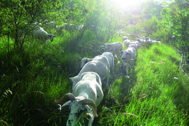 Ovejas xisquetes y actividades de aventura en Casa Coix