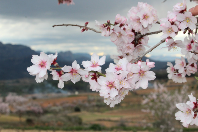 5 Almendros en Flor en Tivissa (Tarragona)