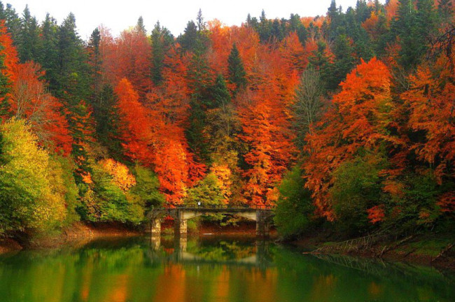 Un paseo por el bosque