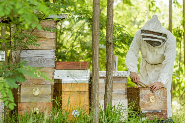  Descubre el apasionante mundo de las abejas: una experiencia dulce y educativa (Finca el Cercado, Palencia)