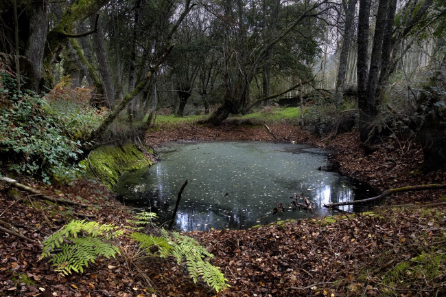 Un paseo por el bosque