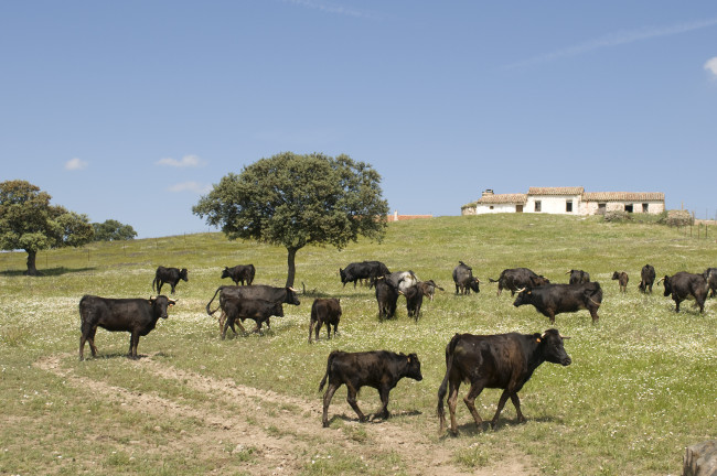 Vilches, Jaén: La esencia de la dehesa y el toro bravo