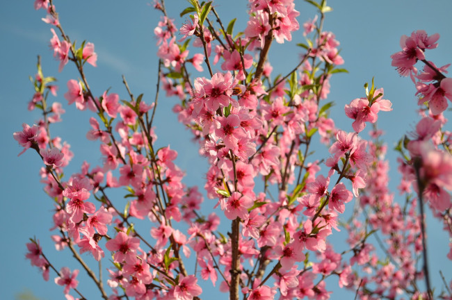 PEACH IN BLOOM IN CIEZA (MURCIA)