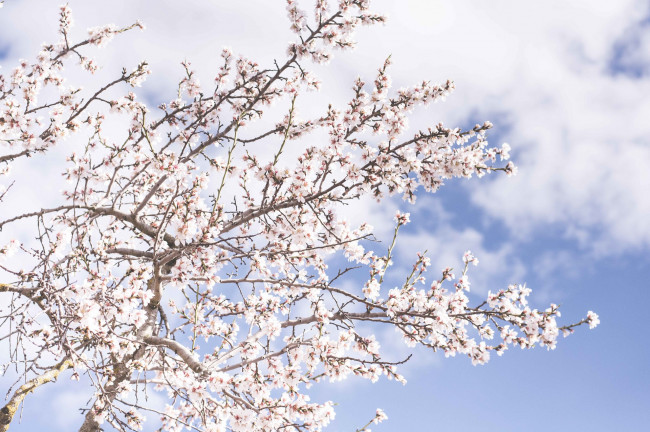 THE BLOOMING OF THE CADERECHAS VALLEY (BURGOS)