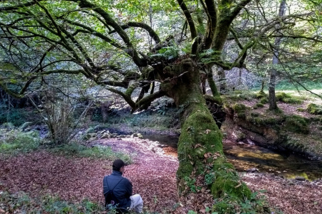 Disfruta de un baño de bosque en el Parque Natural Saja-Besaya (Posada La Cotía,Cantabria)
