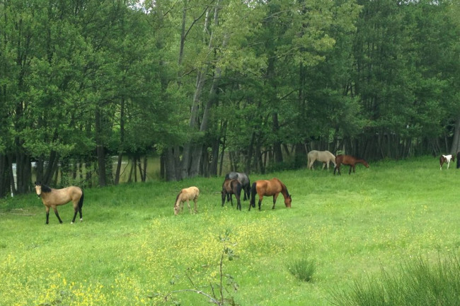 Escapada Primavera cerca de madrid: Ruta cavallo El Hotelito