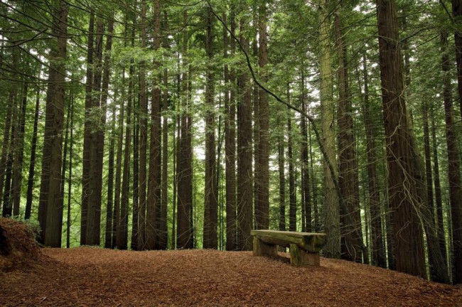 Un paseo por el bosque