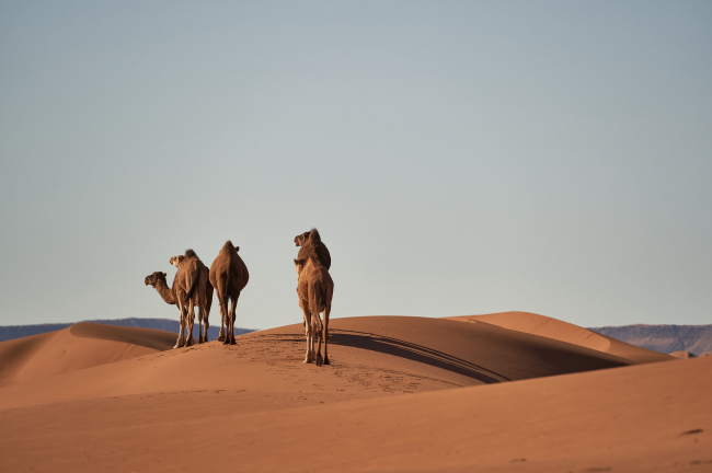 Desierto del Sáhara y la Cordillera del Atlas