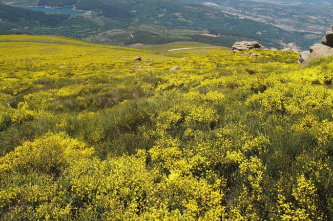 Piorno en Flor en Gredos Norte-plan Rusticae El Milano Real