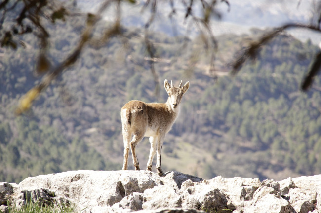  7. GETAWAY TO THE HEART OF THE REGION OF CAZORLA, SEGURA AND LAS VILLAS (JAÉN)