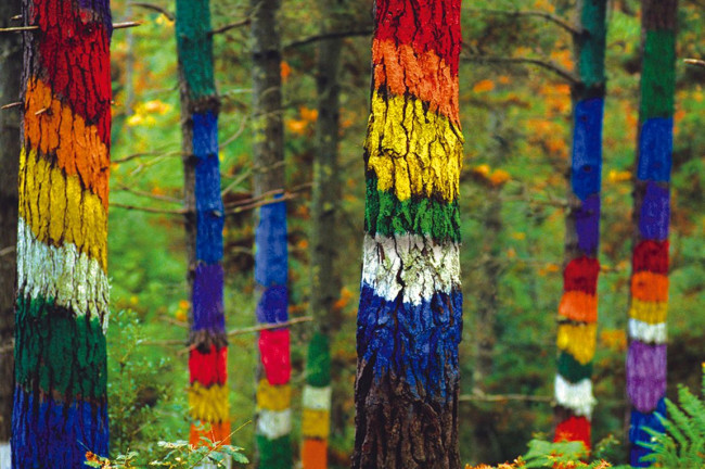 Bosques encantados