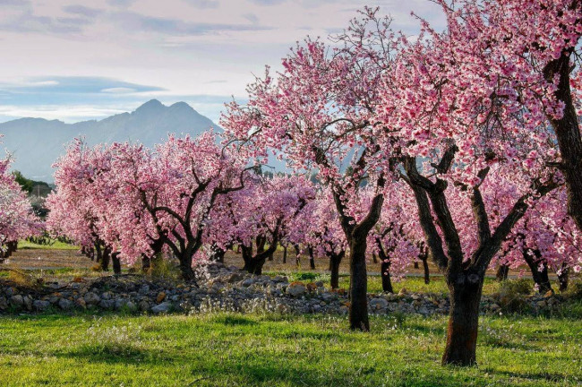 <strong>Almendros en Flor</strong> en Cuenca