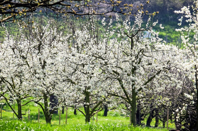 Cerezos en Flor