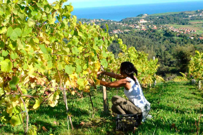 Experiencia "Entre viñedos a la orilla del Cantábrico": El sabor del mar y la tierra