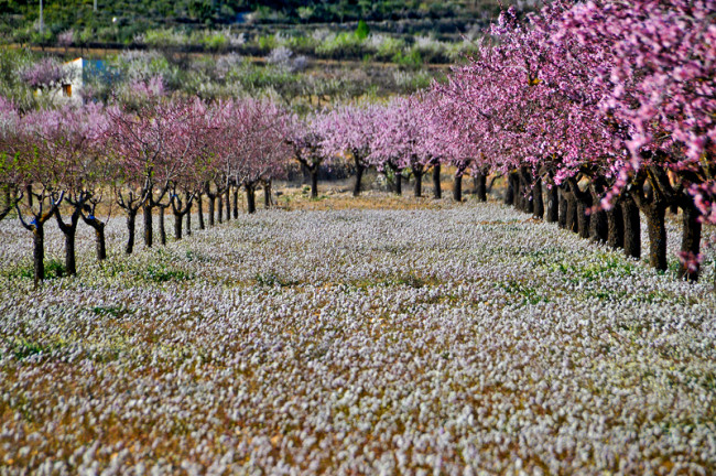 FLOWERING IN CIEZA (MURCIA)