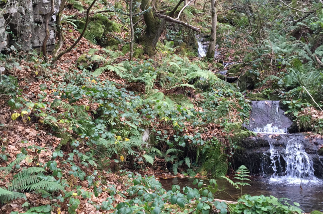 Un paseo por el bosque