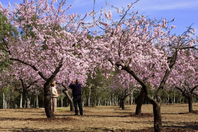 <strong>Almendros en Flor</strong> Quinta de los Molinos Madrid