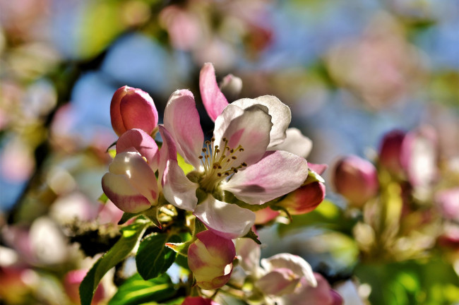 LA FLORACIÓN DE LA MANZANA (ASTURIAS)