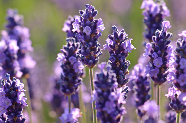 Festival de la Lavanda