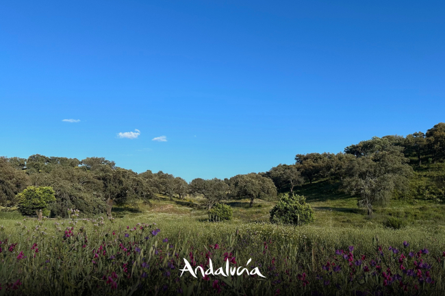 “Todas las estrellas a tu alcance”: Sierra de Huelva 