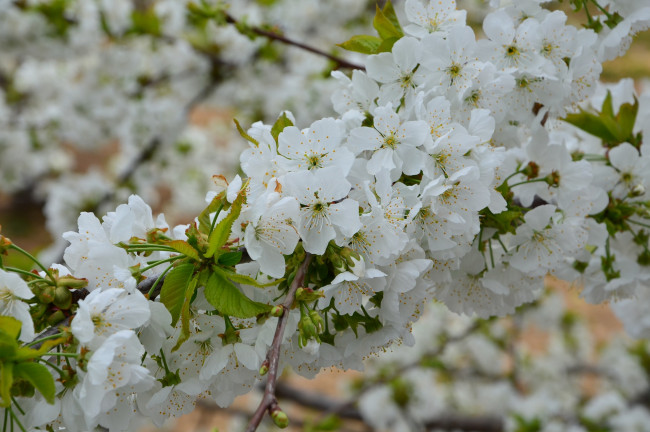 CHERRY TREES IN BLOOM IN THE TIÉTAR VALLEY (ÁVILA)