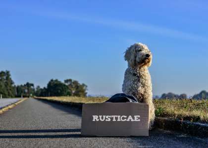 Hoteles con Mascotas y que admiten perros Hoteles con Mascotas y que admiten perros