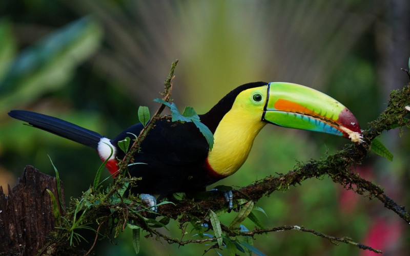 Costa Rica