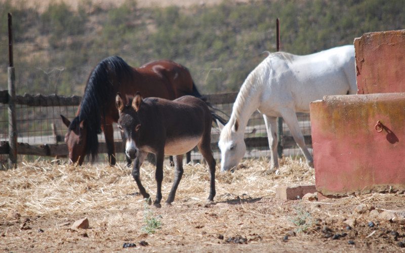 Escapada Rural con caballos y corzos en Extremadura Las Tejuelas