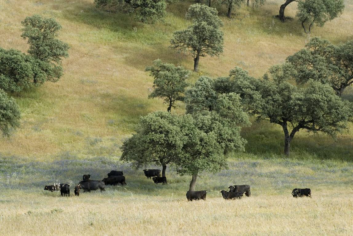 <strong>Hoteles Ecológicos - Hotel Eco Añadío Toros lidia campo</strong>