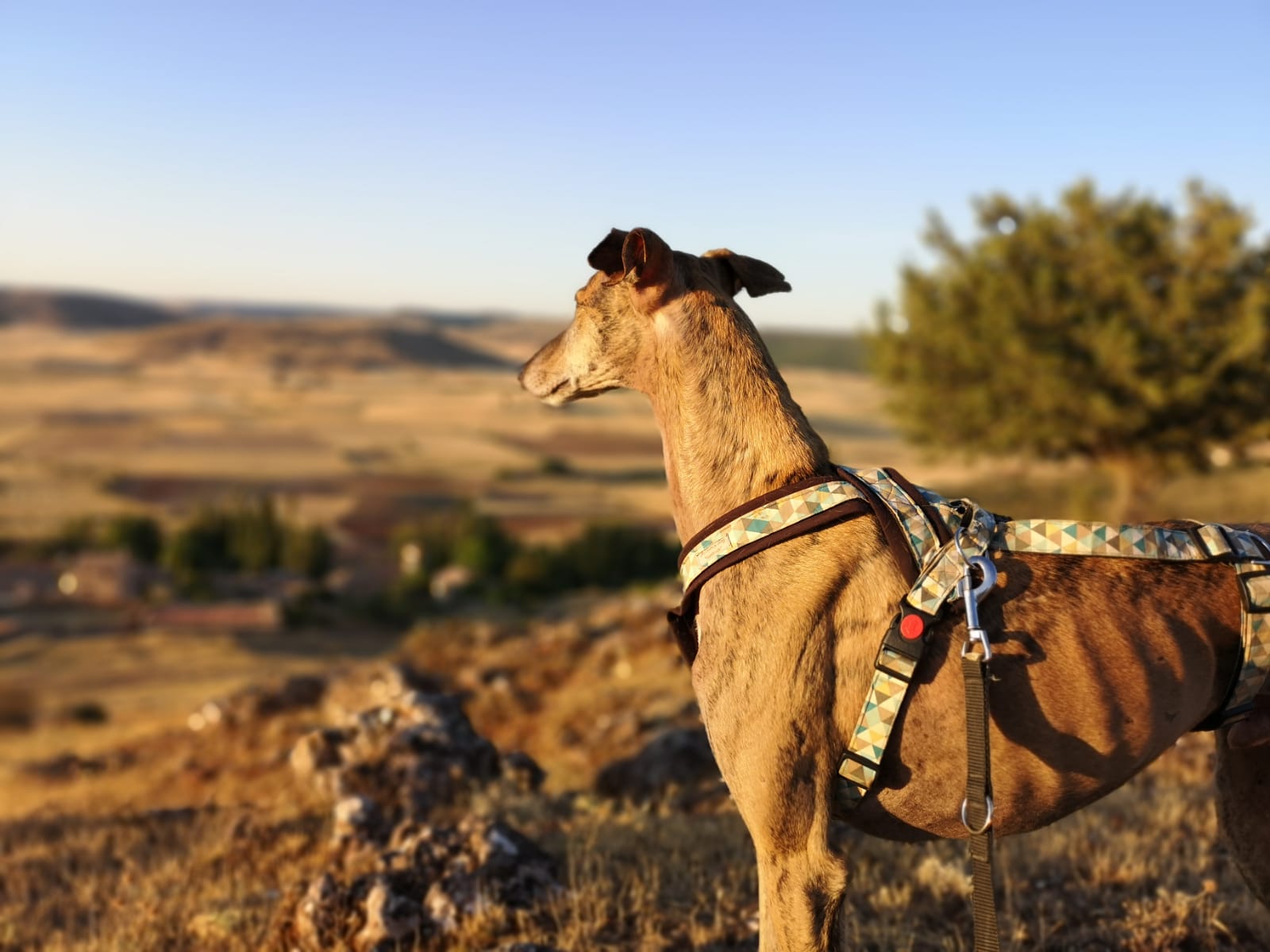 Hotel que admiten perros y mascotas Cardamomo Sigüenza