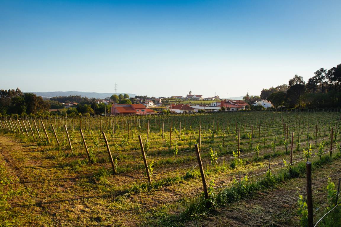 <strong>Hoteles con Bodega en España HOTEL QUINTA DA BOUÇA D'ARQUES</strong>