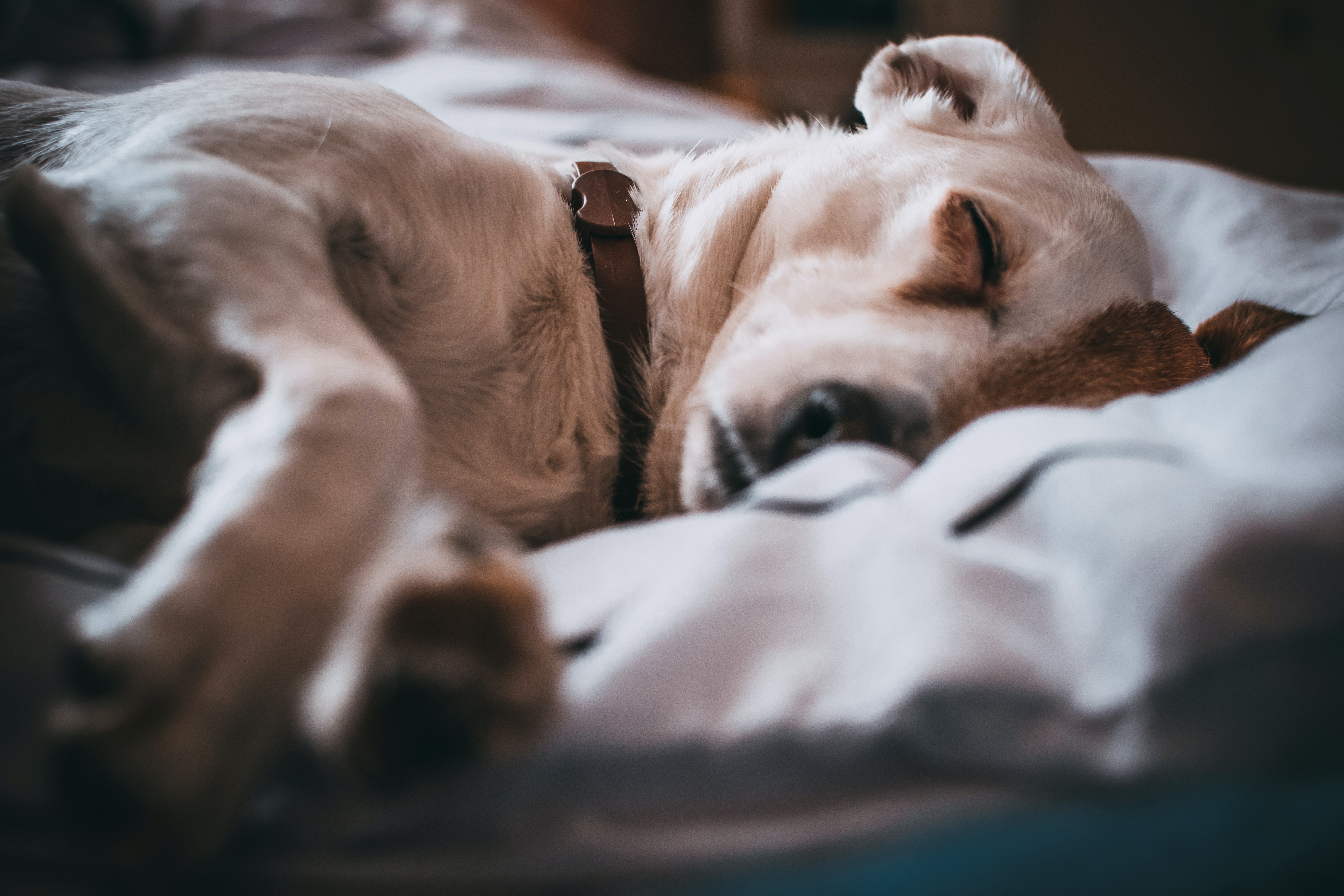 Hoteles que admiten mascotas y que admiten perros