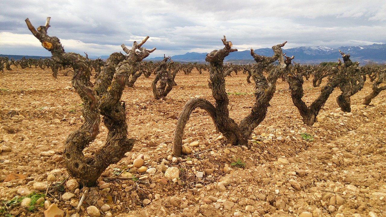 <strong>Wine getaways to La Rioja</strong>